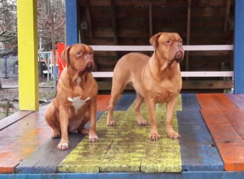 Two honey coloured dogs, one sitting and one standing on a bright wooden floor.