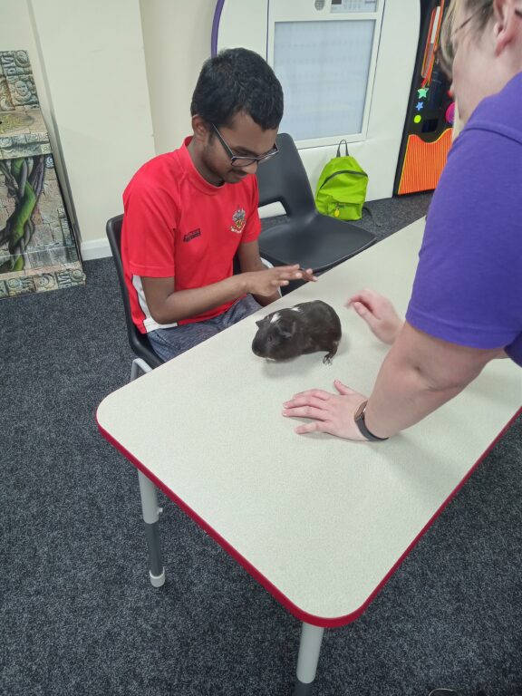 A child is about to pet a guinea pig. There is a staff leaning over him to support.