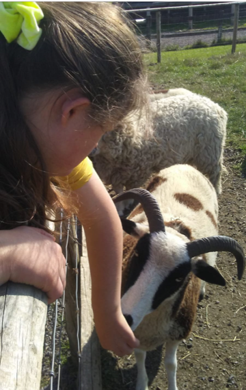 Taylor is bending over a barrier, trying to pet a goat.