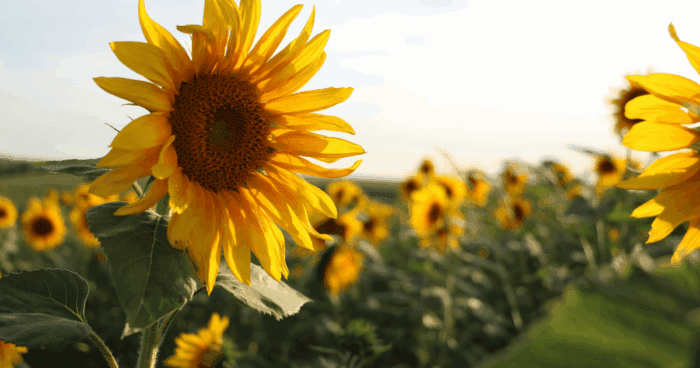 a field of sunflowers