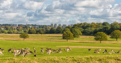 deer roam in Richmond park against a backdrop of London buildings