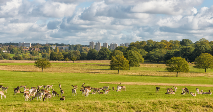 deer roam in Richmond park against a backdrop of London buildings
